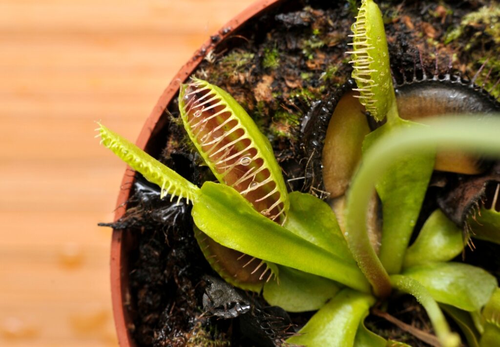 Discover how carnivorous plants feed