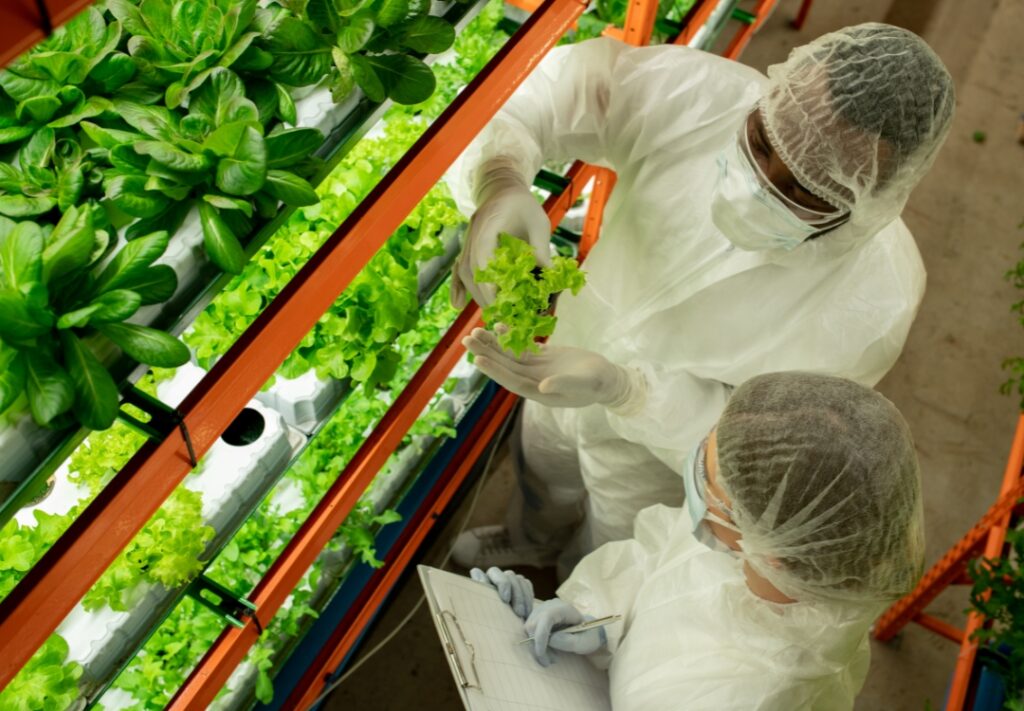Vertical Agriculture: Plants Reaching for the Sky