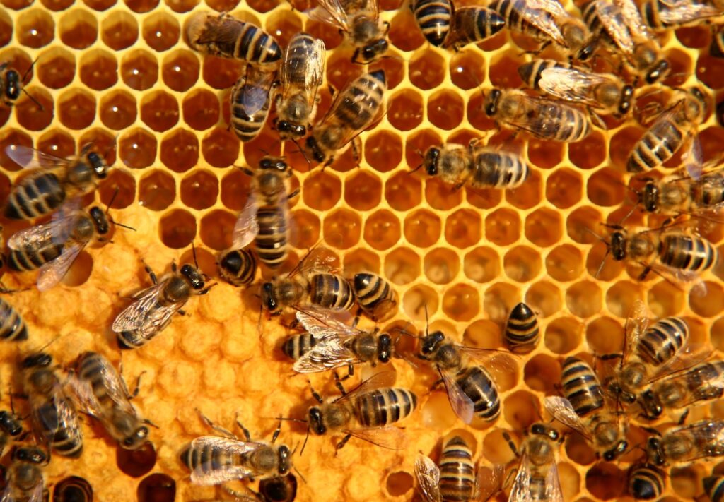 Nature's Honey Factories