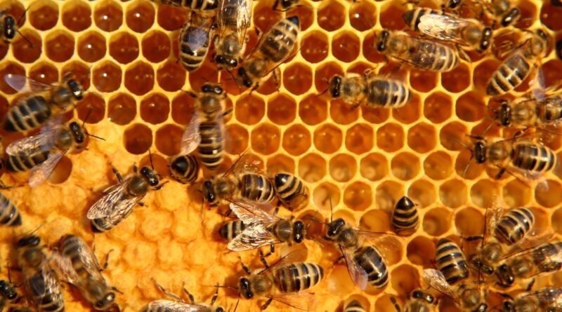 Nature’s Honey Factories
